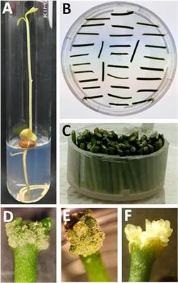 Citrus Genetic Transformation: An Overview of the Current Strategies and Insights on the New Emerging Technologies